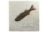 Uncommon Fish Fossil (Mioplosus) - Wyoming #233850-1